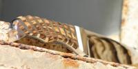 images/banners/feststehende_messer/integral/integral_stripes07.jpg