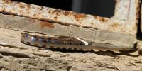 images/banners/feststehende_messer/integral/integral_stripes08.jpg