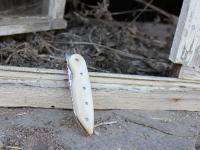 images/banners/klappmesser/bones/bones03.jpg
