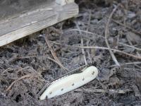 images/banners/klappmesser/bones/bones04.jpg