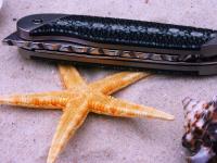 images/banners/klappmesser/frutti_di_mare_2/frutti2_03.jpg